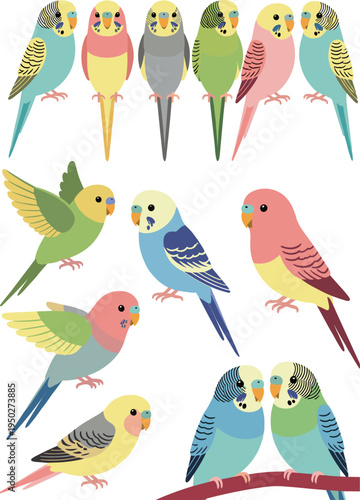 Colorful flat vector illustration of budgerigar parakeet set featuring various pet bird poses and vibrant plumage colors isolated on a clean white background.