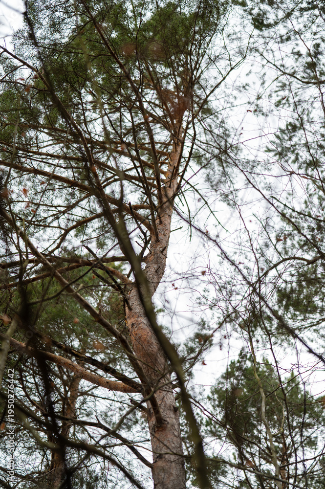 Fototapeta premium Forrest View 27