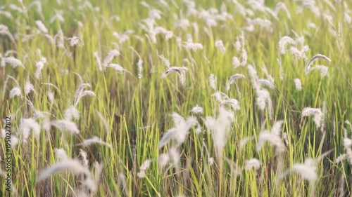 Timelapse of Soft Light on Lush Green Grass and Delicate White Flowers
