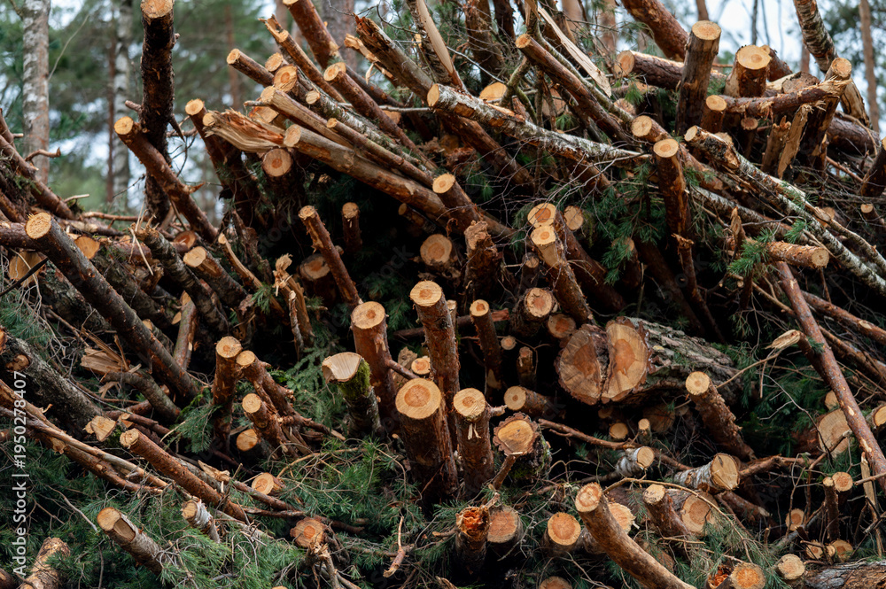 Fototapeta premium Forrest View 06