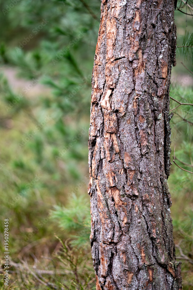 Fototapeta premium Forrest View 05