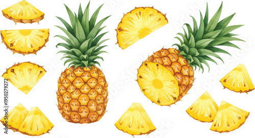 Vector Illustration Pineapple Fruit Whole and Sliced Illustration Set