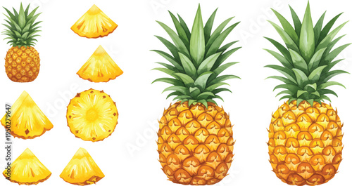 Vector Illustration Fresh Pineapple and Slices Illustration Set
