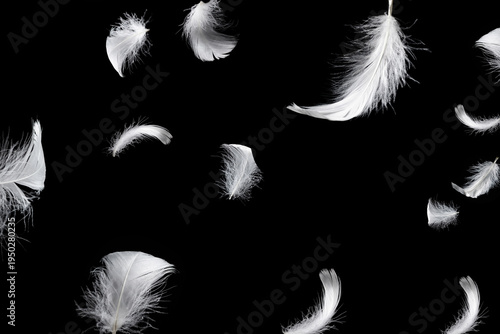 White feather isolated on a black background.