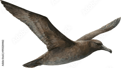 Watercolor vector realistic illustration of a Sooty albatross flying