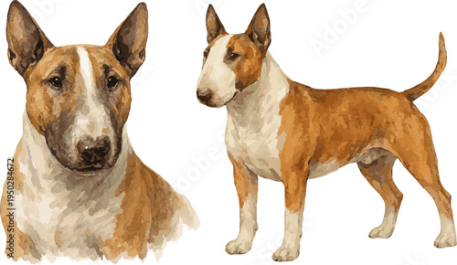 Watercolor vector realistic illustration of a bull terrier