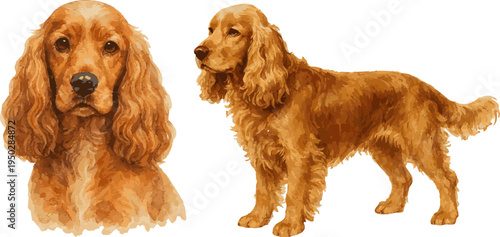Watercolor vector illustration of realistic cocker spaniel