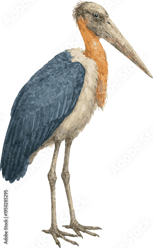 Watercolor vector realistic illustration of a Greater adjutant bird