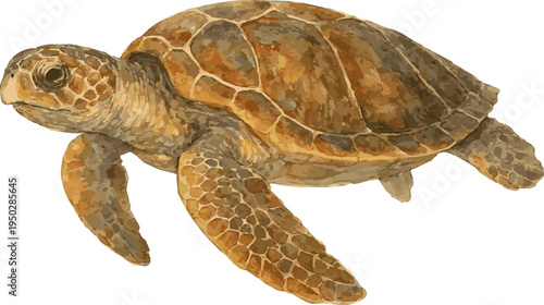 Valokuva Watercolor vector realistic illustration of a Loggerhead sea turtle