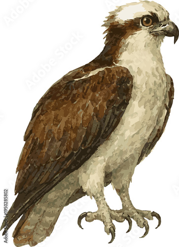 Foto Watercolor vector realistic illustration of an osprey