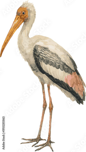 Watercolor vector realistic illustration of a painted stork bird