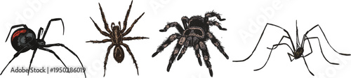 Set of spider illustrations in vector with clear background, Halloween graphics with tarantula and black widow