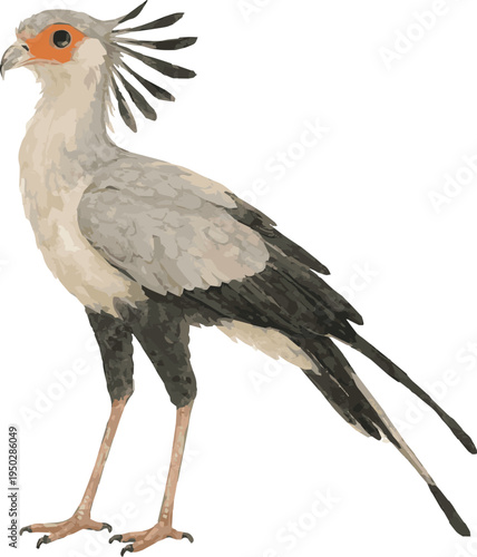 Watercolor vector realistic illustration of a secretary bird