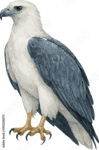 Watercolor vector realistic illustration of a White-bellied sea eagle