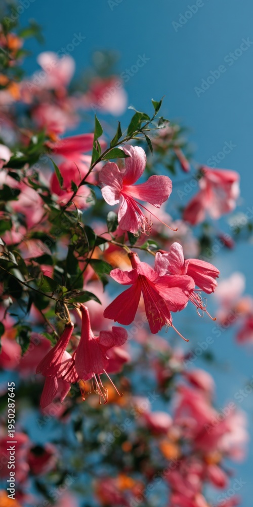 Obraz premium Delicate pink hibiscus blossoms against turquoise sky, soft sunlit petals and green leaves in shallow depth of field