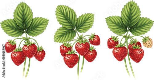Strawberry plant illustration set. Fresh red strawberries growing with green leaves. Garden berry clusters for organic farm design, healthy fruit packaging and natural food themes.