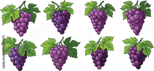 Purple grape bunch vector set. Fresh vineyard grapes with green leaves. Organic fruit collection for wine labels, farm packaging and healthy food design.