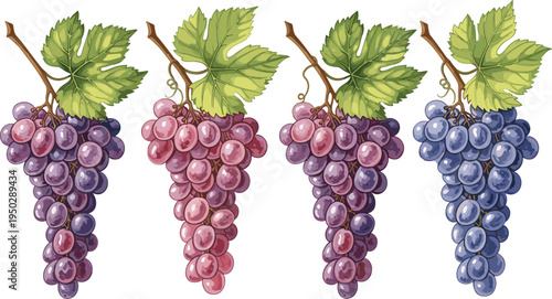 Grape bunch vector set with leaves. Purple, pink and blue grapes on vine branches. Fresh vineyard fruit elements for wine labels, farm packaging and organic food design.