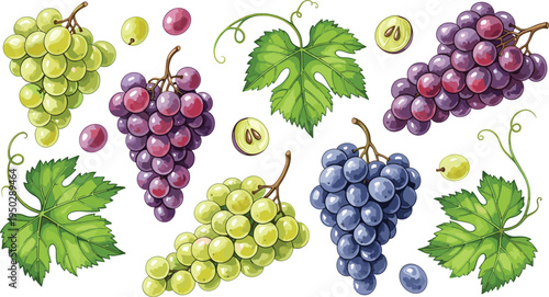 Grape bunch botanical vector set. Green and purple grapes with vine leaves and seeds. Fresh vineyard fruit elements for wine labels, farm packaging and organic food design.