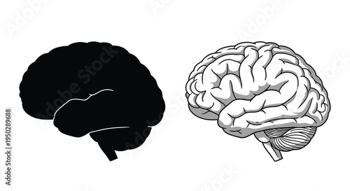 A side by side illustration depicts a human brain shown both in solid black silhouette and detailed grey rendering high quality