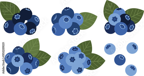 Blueberry fruit vector set. Fresh berry clusters with green leaves and single berries. Organic blueberry elements for healthy food design, farm packaging and natural product branding.