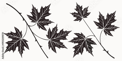 Black maple leaves on a branch