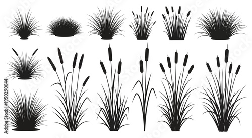 A collection of silhouetted wetland plants including various types of grasses reeds and cattails isolated on white high quality
