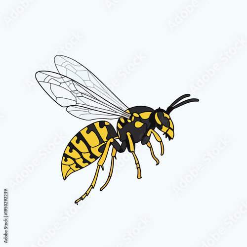 Yellow and black wasp with transparent wings on white background