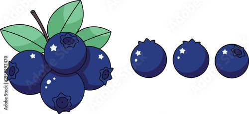 Blueberry fruit vector set. Fresh blueberries with green leaves and single berries. Juicy organic berry illustration isolated design.