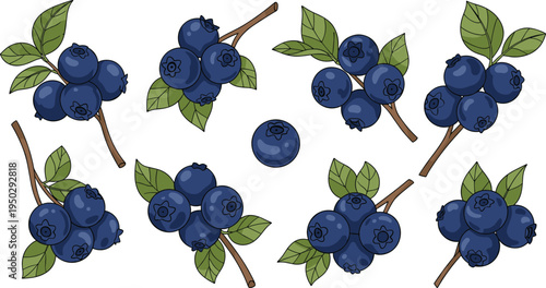 Blueberry branch vector set. Fresh wild blueberries with green leaves and stems. Organic berry clusters illustration collection.