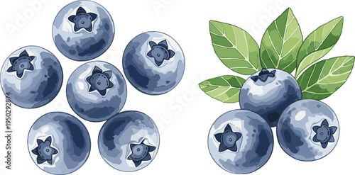 Blueberry fruit vector set. Fresh ripe blueberries with green leaves. Juicy organic berry illustration isolated design.