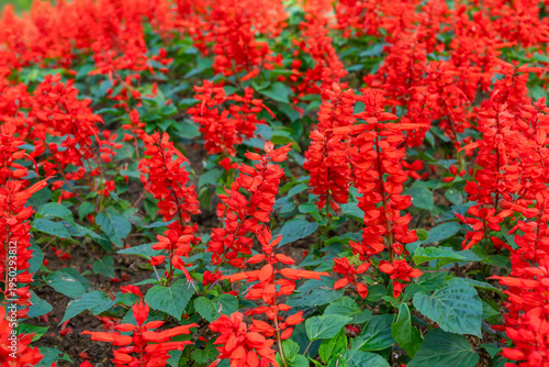 Red Salvia splendens Vista Red blooming in the flowerbed.