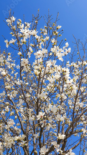 Flowering White Magnolia Tree Reaching Into Clear Blue Sky