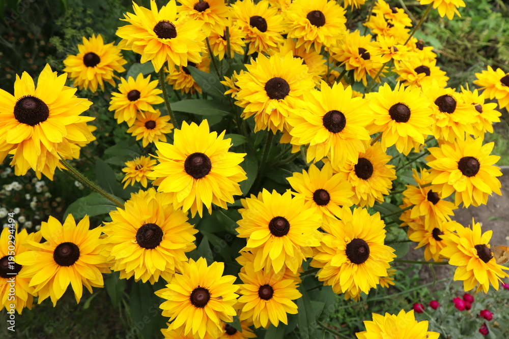 Fototapeta premium Yellow rudbeckia flowers in the garden. Autumn flowers.
