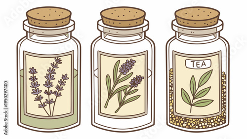 Vector set of glass jars with herbal plants lavender rosemary and tea leaves botanical herb garden illustration isolated on white