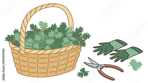 Vector illustration of basket with freshly harvested herbs gardening gloves and pruning shears herb garden harvest concept isolated on light background