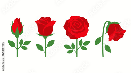 Illustration of a red rose's life cycle, showing its progression from a bud to a full bloom and eventual wilting.
