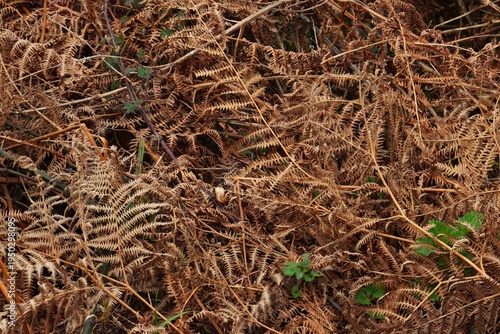 Very dried out grass that has browned due to the sun
