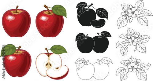 Vector set of red apples including realistic fruit whole and sliced pieces black silhouettes and detailed line art blossoms isolated on white background