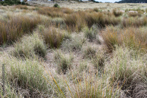 Obraz na plátně Coastal tussock grass growing in bunches