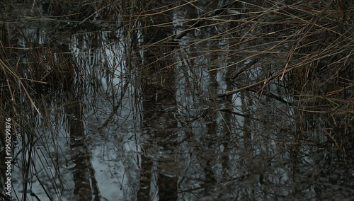 Reflecting shallow pool showing dark trunk reflections in marsh, with reed and sedge grasses