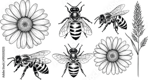 Honey bee and daisy flower illustration set, botanical pollination insect vector collection with chamomile bloom isolated on white background