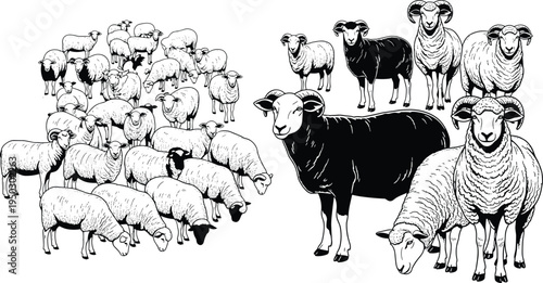 Sheep herd and ram silhouettes collection, farm livestock animal vector illustration set, rural agriculture mammal grazing isolated on white