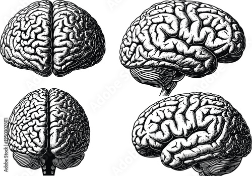 Anatomical Illustration of Human Brain in Multiple Views Keywords: human brain anatomy medical science neuroscience neurology