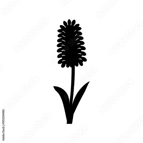 Silhouetted Timothy Grass Flower Head on Stem with Leaves Isolated on White