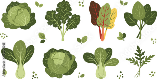 Set of fresh leafy green vegetables, flat vector illustrations of cabbage, kale, spinach and swiss chard isolated on white background