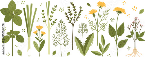 Set of organic herbs and botanical elements, flat vector illustrations of culinary plants, garden greenery and wildflowers isolated on white background
