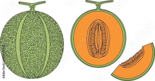 An illustration showing a whole cantaloupe with a sliced melon half and a single fresh wedge piece