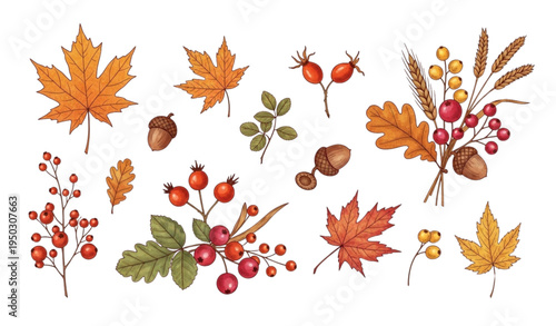 A colorful illustration of various autumn leaves and berries on a white background
