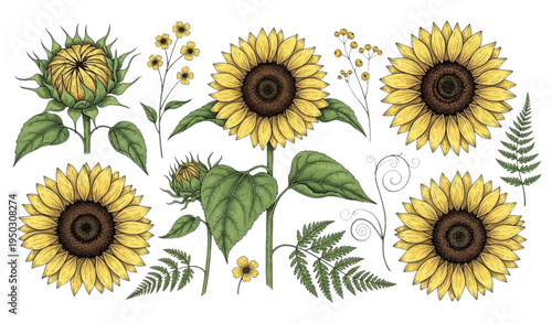 A colorful vector illustration of sunflowers and leaves on a white background